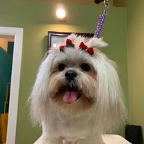 Happy white dog with two bows in hair