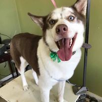 Freshly groomed husky smiling from Alyce's Sirius Styling.