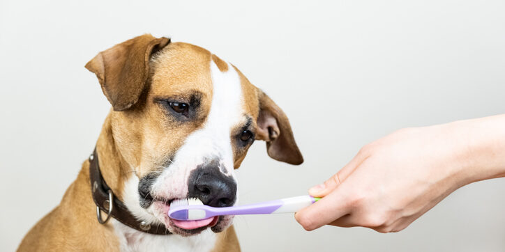 Curious staffordshire terrier puppy licks a toothbrush