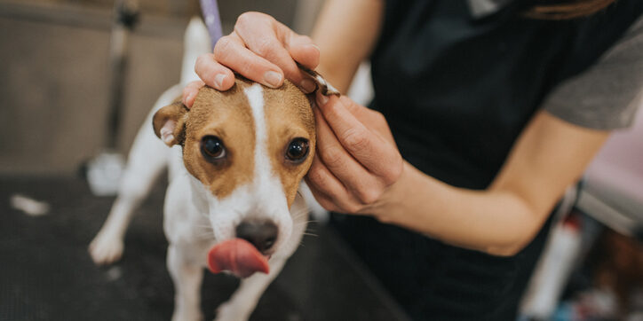 Female groomer cleaning dog ears