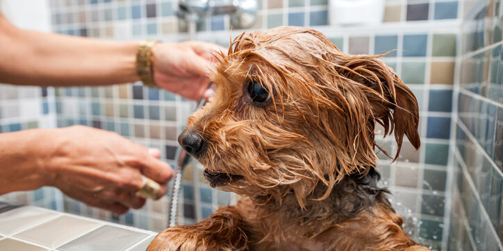 Little wet cute and beautiful purebred Yorkshire Terrier dog trying to escape from the bathtub because he don't want to bathing selective focus