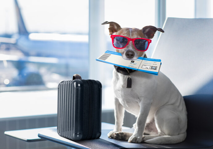 holiday vacation jack russell dog waiting in airport terminal ready to board the airplane or plane at the gate, luggage or bag to the side