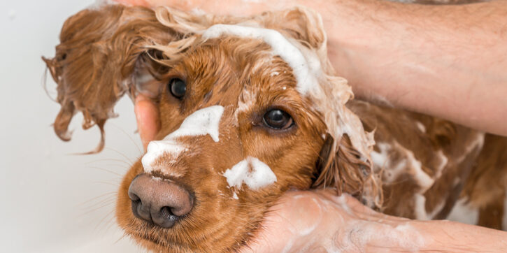 English cocker spaniel dog taking a shower with shampoo, soap and water in a bathtub